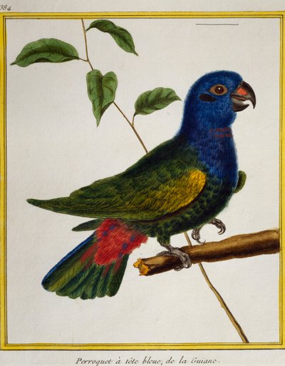 蓝头鹦鹉（Pionus menstruus），来自《自然鸟类史》。 作者 弗朗索瓦·尼古拉斯·马丁内