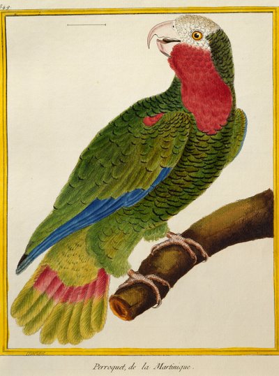 古巴鹦鹉（Amazona leucocephala），来自鸟类的自然历史 作者 弗朗索瓦·尼古拉斯·马丁内