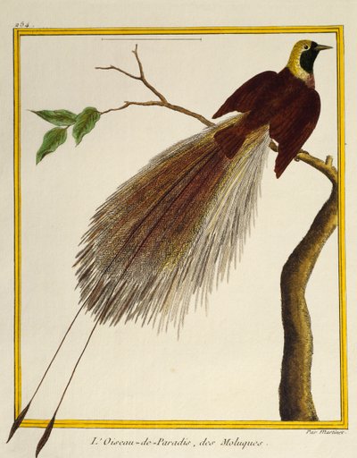 大天堂鸟 (Paradisaea apoda)，来自鸟类自然史 作者 弗朗索瓦·尼古拉斯·马丁内