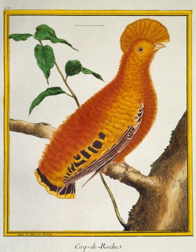 Guianan Cock-of-the-rock (Rupicola rupicola)，来自鸟类自然史 作者 弗朗索瓦·尼古拉斯·马丁内