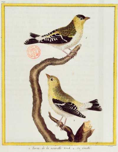 一对siskins，来自Georges de Buffon的“Histoire Naturelle des Oiseaux”（1707-88）1777年出版 作者 弗朗索瓦·尼古拉斯·马丁内