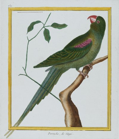 Perruche，de Gingi，1770-86（手工彩色雕刻） 作者 弗朗索瓦·尼古拉斯·马丁内