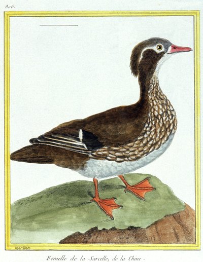 科学。 动物学。 中国青色。 弗朗索瓦·尼古拉斯·马丁内 (Francois Nicolas Martinet) 的雕刻：Histoire naturelle des oiseaux，乔治·路易斯·勒克莱尔·德·布冯 (Georges Louis Leclerc de Buffon)，法国，约 1777 年（彩色雕刻） 作者 弗朗索瓦·尼古拉斯·马丁内