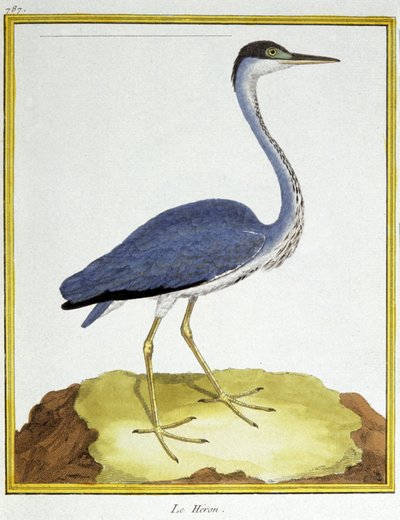 Science. Zoology. Heron. Engraving by Francois Nicolas Martinet in: Histoire naturelle des oiseaux, by Georges Louis Leclerc de Buffon, France, c.1777 (colour engraving) 作者 弗朗索瓦·尼古拉斯·马丁内