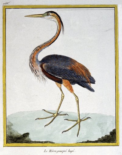 科学。 动物学。 紫鹭。 弗朗索瓦·尼古拉斯·马丁内 (Francois Nicolas Martinet) 的雕刻：Histoire naturelle des oiseaux，乔治·路易斯·勒克莱尔·德·布冯 (Georges Louis Leclerc de Buffon)，法国，约 1777 年（彩色雕刻） 作者 弗朗索瓦·尼古拉斯·马丁内