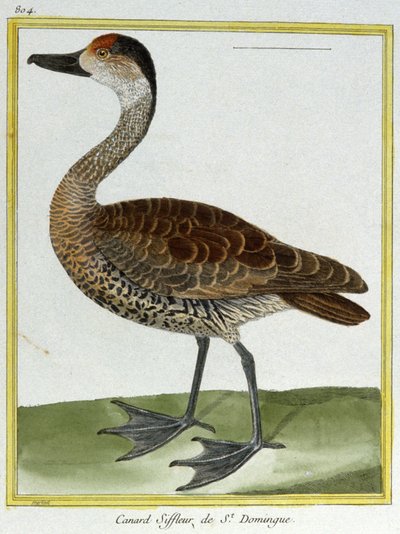 科学。 动物学。 圣多明各的 Wigeon。 弗朗索瓦·尼古拉斯·马丁内 (Francois Nicolas Martinet) 的雕刻：Histoire naturelle des oiseaux，乔治·路易斯·勒克莱尔·德·布冯 (Georges Louis Leclerc de Buffon)，法国，约 1777 年（彩色雕刻） 作者 弗朗索瓦·尼古拉斯·马丁内