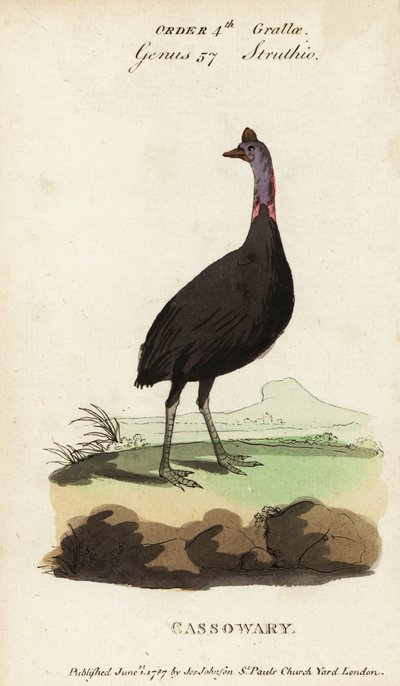 南方沙袋鼠，Casuarius casuarius 作者 弗朗索瓦·尼古拉斯·马丁内
