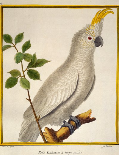黄冠凤头鹦鹉（Cacatua sulphurea），来自《自然鸟类史》。 作者 弗朗索瓦·尼古拉斯·马丁内