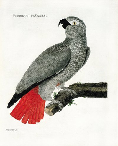 动物园（鸟类学）。树枝上的Guinee鹦鹉（灰鹦鹉或红鹦鹉）。弗朗索瓦-尼古拉-马丁内特（1731-1800）的《鸟类的历史，从它们的外表和敏感方面进行描绘》中的插图。私人收藏。 作者 弗朗索瓦·尼古拉斯·马丁内