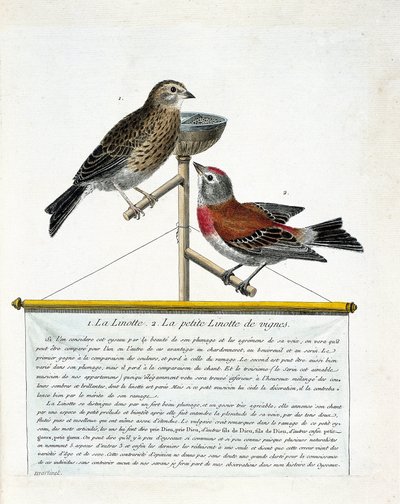动物学板块（鸟类学）：从上到下。鹦鹉（melodious linotte）和葡萄树上的小鹦鹉（carduelis cannabina）在栖息。弗朗索瓦《鸟类的历史，在它们的出现和敏感方面的描绘》中的插图 作者 弗朗索瓦·尼古拉斯·马丁内