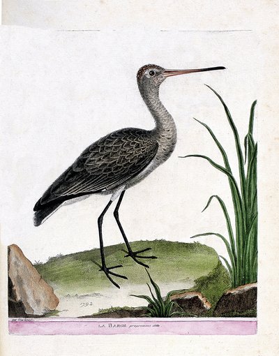 动物学板块（鸟类学）：驳岸本身（黑尾驳岸或limosa limosa）。弗朗索瓦-尼古拉-马丁内特（1731-1800）的《鸟类的历史，在它们的出现和敏感方面的描绘》中的插图。私人收藏。 作者 弗朗索瓦·尼古拉斯·马丁内
