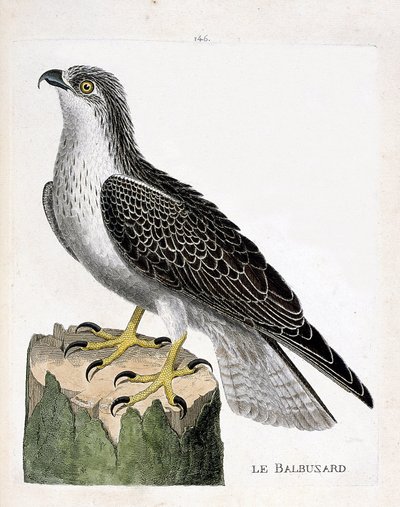 动物学委员会（鸟类学）：鹗（Osprey或pandion haliaetus）。弗朗索瓦-尼古拉-马丁内特（1731-1800）的《鸟类的历史，在它们的外表和敏感方面的绘画》的插图。私人收藏。 作者 弗朗索瓦·尼古拉斯·马丁内
