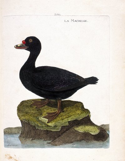 动物学委员会（鸟类学）：scoter（黑scoter或melanitta nigra）。弗朗索瓦-尼古拉-马丁内特（1731-1800）的《鸟类的历史，在它们的外表和敏感方面的绘画》中的插图。私人收藏。 作者 弗朗索瓦·尼古拉斯·马丁内