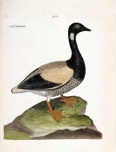 动物学图（鸟类学）。布兰特（brant或branta bernicla）。弗朗索瓦-尼古拉-马丁内特（1731-1800）的《鸟类的历史，从它们的外表和敏感方面进行描绘》中的插图。私人收藏。 作者 弗朗索瓦·尼古拉斯·马丁内