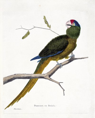 动物学图（鸟类学）。树枝上的巴西鹦鹉（红额针叶鹦鹉或aratinga canicularis）。弗朗索瓦-尼古拉-马丁内特（1731-1800）的《鸟类的历史，从它们的外观和敏感方面进行描绘》中的插图。私人画册 作者 弗朗索瓦·尼古拉斯·马丁内