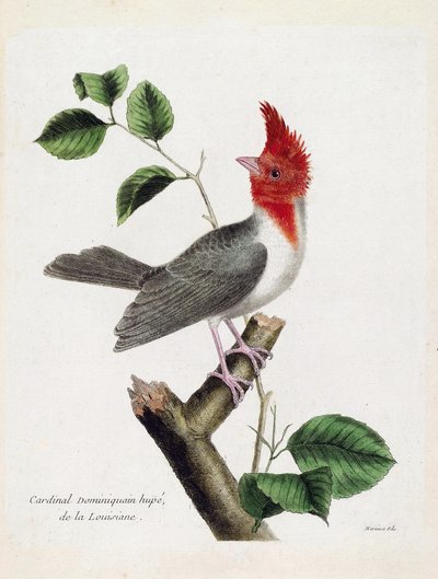 动物学图（鸟类学）。多米尼加红衣主教胡佩（parare huppe或paroaria coronata）在树枝上。弗朗索瓦-尼古拉-马丁内特（1731-1800）的《鸟类的历史，以它们的出现和敏感方面来描绘》中的插图。私人收藏 作者 弗朗索瓦·尼古拉斯·马丁内
