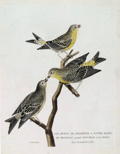 动物学图表（鸟类学）。从上到下：树枝上的鲁西荣鸟（serin Cini或serinus serinus）、普罗旺斯鸟（venturon montagnard或serinus citrinella）和其他普罗旺斯鸟。在《鸟类的历史》中的插图，P 作者 弗朗索瓦·尼古拉斯·马丁内