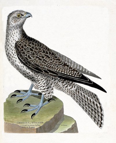 动物学图（鸟类学）。冰岛的gerfault（gerfaut falcon或falco rusticolus）。弗朗索瓦-尼古拉-马丁内特（1731-1800）的《鸟类的历史，在它们的出现和敏感方面的绘画》中的插图。私人收藏。 作者 弗朗索瓦·尼古拉斯·马丁内