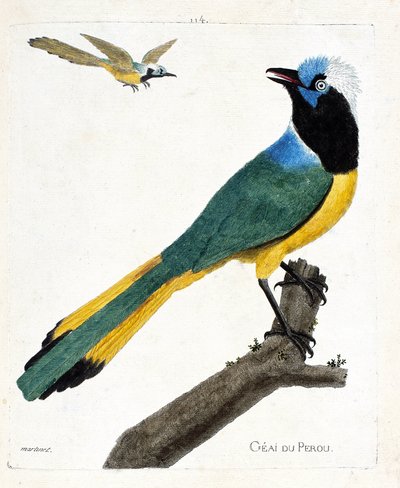 动物学图（鸟类学）。树枝上的Perou jay（绿鸦或cyanocorax yncas）。弗朗索瓦-尼古拉-马丁内特（1731-1800）的《鸟类的历史，以它们的出现和敏感方面来描绘》中的插图。私人收藏。 作者 弗朗索瓦·尼古拉斯·马丁内