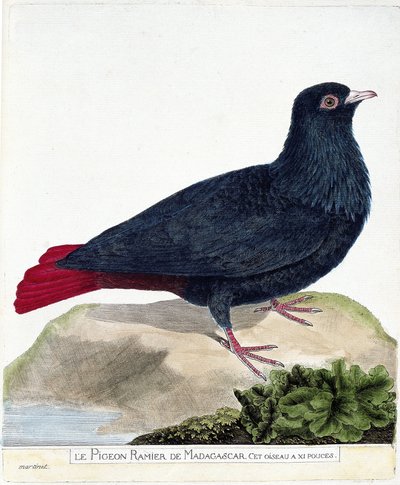 动物学图（鸟类学）。马达加斯加的支脉鸽（Blue Founingo 或 alectroenas madagascariensis）。弗朗索瓦-尼古拉-马丁内特（1731-1800）的《鸟类的历史，以它们的出现和敏感方面来描绘》中的插图。私有 作者 弗朗索瓦·尼古拉斯·马丁内