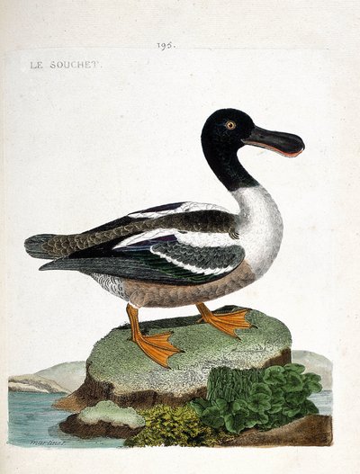 动物学图（鸟类学）。鸭子（duck strainberry或anas clypeata）。弗朗索瓦-尼古拉-马丁内特（1731-1800）的《鸟类的历史，在它们的外表和敏感方面的绘画》中的插图。私人收藏。 作者 弗朗索瓦·尼古拉斯·马丁内