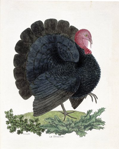 动物学图（鸟类学）。土耳其（家火鸡或Melaeagris gallopavo）。弗朗索瓦-尼古拉-马丁内特（1731-1800）的《鸟类的历史，从它们的外观和敏感方面进行描绘》中的插图（雕刻）。 作者 弗朗索瓦·尼古拉斯·马丁内