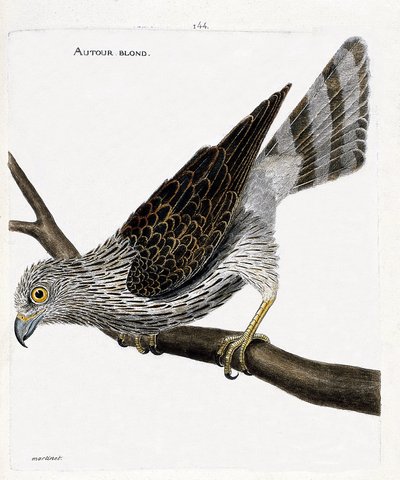 动物学图（鸟类学）：在树枝上的金丝鸟（围绕着戈矛或accipiter gentilis）。弗朗索瓦-尼古拉-马丁内特（1731-1800）的《鸟类的历史，在它们的出现和敏感方面的描绘》中的插图。私人收藏。 作者 弗朗索瓦·尼古拉斯·马丁内