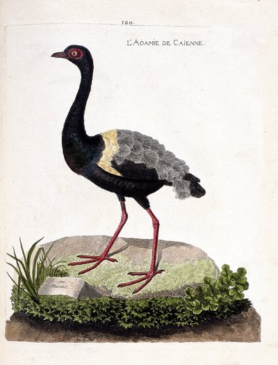 动物学图（鸟类学）：Caienne agami（小号agami或psophia crepitans）。弗朗索瓦-尼古拉-马丁内特（1731-1800）的《鸟类的历史，在它们的外观和敏感方面的绘画》中的插图。私人收藏。 作者 弗朗索瓦·尼古拉斯·马丁内