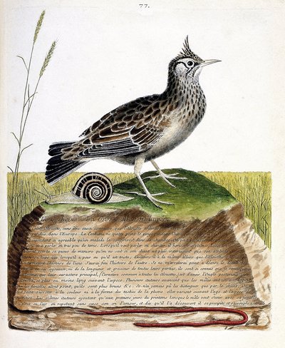 动物学图（鸟类学）：Cochevis（cochevis huppe或Galerida cristata）。弗朗索瓦-尼古拉-马丁内特（1731-1800）的《鸟类的历史，在它们的出现和敏感方面的绘画》中的插图。私人收藏。 作者 弗朗索瓦·尼古拉斯·马丁内