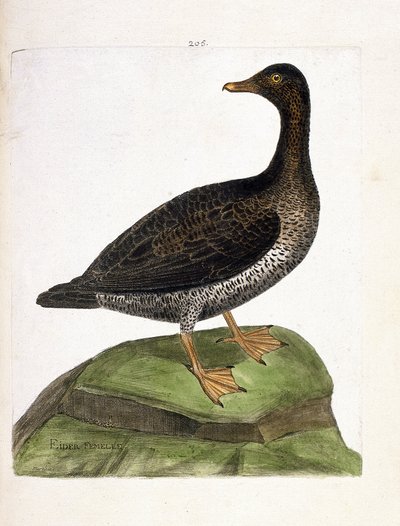 动物学图（鸟类学）：雌凫（Eider a down 或 somateria mollissima）。弗朗索瓦-尼古拉-马丁内特（1731-1800）的《鸟类的历史，以它们的外表和敏感的方面来描绘》中的插图。私人收藏。 作者 弗朗索瓦·尼古拉斯·马丁内