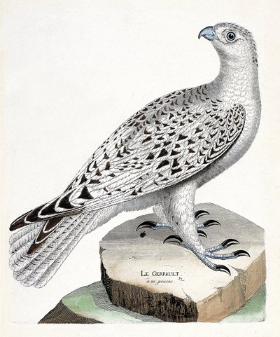 动物学图（鸟类学）：gerfault（gerfaut falcon或falco rusticolus）。弗朗索瓦-尼古拉-马丁内特（1731-1800）的《鸟类的历史，在它们的出现和敏感方面的绘画》中的插图。私人收藏。 作者 弗朗索瓦·尼古拉斯·马丁内