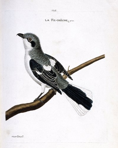 动物学图（鸟类学）：树枝上的灰鸡（灰鵙或lanius excubitor）。弗朗索瓦-尼古拉-马丁内特（1731-1800）的《鸟类的历史，以它们的出现和敏感方面来描绘》中的插图。私人收藏。 作者 弗朗索瓦·尼古拉斯·马丁内