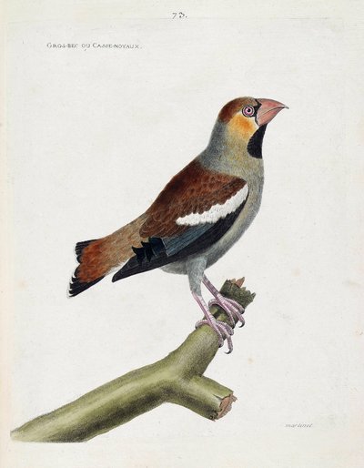 动物学图（鸟类学）：树枝上的大嘴（grosbeak）或鸟核（coccauthrausts）。弗朗索瓦-尼古拉-马丁内特（1731-1800）的《鸟类的历史，在它们的出现和敏感方面的描绘》中的插图。私人收藏。 作者 弗朗索瓦·尼古拉斯·马丁内