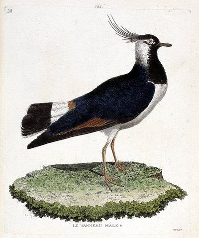 动物学图（鸟类学）：雄性羔羊（环状或vanellus vanellus）。弗朗索瓦-尼古拉-马丁内特（1731-1800）的《鸟类的历史，在它们的出现和敏感方面的描绘》中的插图。私人收藏。 作者 弗朗索瓦·尼古拉斯·马丁内