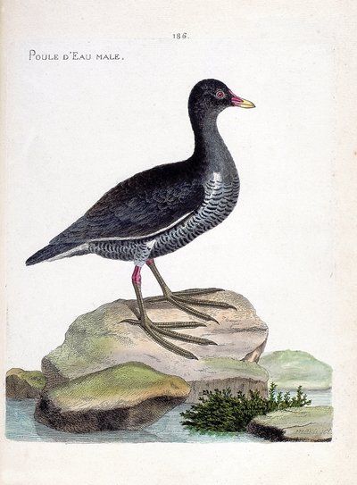 动物学图（鸟类学）：雄性水鸡（waterhen 或 gallinula chloropus）。弗朗索瓦-尼古拉-马丁内特（1731-1800）的《鸟类的历史，以它们的外表和敏感的方面来描绘》中的插图。私人收藏。 作者 弗朗索瓦·尼古拉斯·马丁内