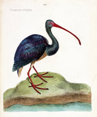 动物学图（鸟类学）：尼格里蒂的院子（朱鹮falcinelle或plegadis falcinellus）。弗朗索瓦-尼古拉-马丁内特（1731-1800）的《鸟类的历史，以它们的外表和敏感的方面来描绘》中的插图。私人收藏。 作者 弗朗索瓦·尼古拉斯·马丁内