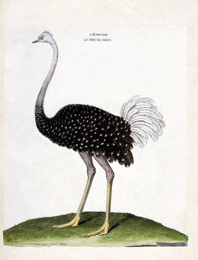 动物学图（鸟类学）：鸵鸟（struthio camelus）。弗朗索瓦-尼古拉-马丁内特（1731-1800）的《鸟类的历史，以它们的出现和敏感方面来描绘》中的插图。私人收藏。 作者 弗朗索瓦·尼古拉斯·马丁内