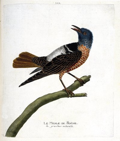动物学图（鸟类学）：岩黑鸟（岩黑鸟或monticola saxatilis）。弗朗索瓦-尼古拉-马丁内特（1731-1800）的《鸟类的历史，在它们的出现和敏感方面的绘画》中的插图。私人收藏。 作者 弗朗索瓦·尼古拉斯·马丁内