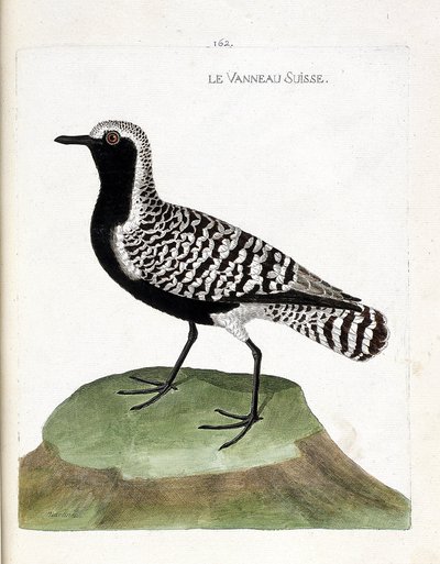 动物学图（鸟类学）：瑞士羔羊（银鸻或者说pluvialis squatarola）。弗朗索瓦-尼古拉-马丁内特（1731-1800）的《鸟类的历史，以它们的出现和敏感的方面来描绘》中的插图。私人收藏。 作者 弗朗索瓦·尼古拉斯·马丁内