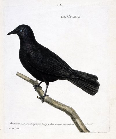 动物学图（鸟类学）：树枝上的白菜（塔楼或corvus monedula的白菜）。弗朗索瓦-尼古拉-马丁内特（1731-1800）的《鸟类的历史，以它们的出现和敏感的方面来描绘》中的插图。私人收藏。 作者 弗朗索瓦·尼古拉斯·马丁内