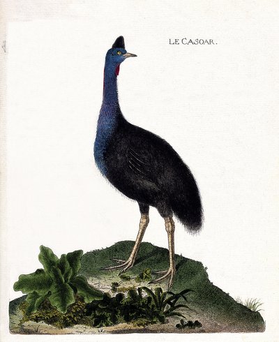 动物学图（鸟类学）：casoar（casoar一个头盔或cassuarius cassuarius）。弗朗索瓦-尼古拉-马丁内特（1731-1800）的《鸟类的历史，在它们的出现和敏感方面的绘画》中的插图。私人收藏。 作者 弗朗索瓦·尼古拉斯·马丁内