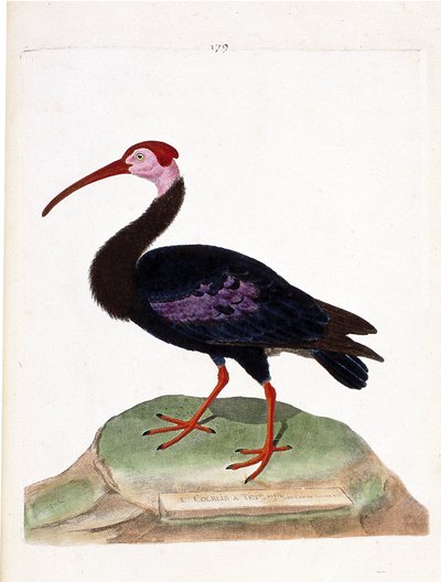 动物学图（鸟类学）：卷尾鹱有一个光秃秃的希望帽（ibis du cap 或 geronticus calvus）的头。弗朗索瓦-尼古拉-马丁内特（1731-1800）的《鸟类的历史，画出它们的外观和敏感方面》中的插图。P 作者 弗朗索瓦·尼古拉斯·马丁内