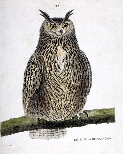 动物学图（鸟类学）：树枝上的公爵或大公爵（grand duke or bubo bubo）。弗朗索瓦-尼古拉-马丁内特（1731-1800）创作的《鸟类的历史，在它们的出现和敏感方面的绘画》中的插图。私人收藏。 作者 弗朗索瓦·尼古拉斯·马丁内