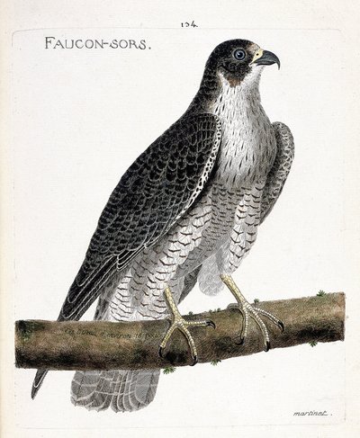 动物学图（鸟类学）：猎鹰出来或猎鹰出来（pelerine falcon或falco peregrinus）在枝头。弗朗索瓦-尼古拉-马丁内特（1731-1800）的《鸟类的历史，在它们的出现和敏感方面的画法》中的插图。牧师 作者 弗朗索瓦·尼古拉斯·马丁内