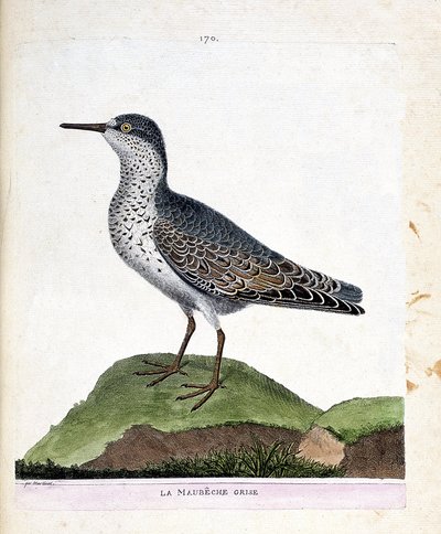 动物学图（鸟类学）：灰色的maubeche（紫色的喙或calidris maritima）。弗朗索瓦-尼古拉-马丁内特（1731-1800）的《鸟类的历史，在它们的外观和敏感方面的绘画》中的插图。私人收藏。 作者 弗朗索瓦·尼古拉斯·马丁内