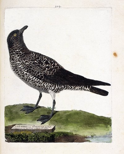 动物学图（鸟类学）：拉贝或斯特拉拉（pomarin labbe或stercorarius pomarinus）。弗朗索瓦-尼古拉-马丁内特（1731-1800年）的《鸟类的历史，以它们的外表和敏感的方面来描绘》中的插图。私人收藏。 作者 弗朗索瓦·尼古拉斯·马丁内
