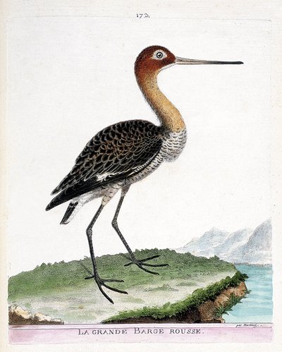 动物学图（鸟类学）：大红驳岸（黑尾驳岸或limosa limosa）。弗朗索瓦-尼古拉-马丁内特（1731-1800）的《鸟类的历史，在它们的出现和敏感方面的绘画》中的插图。私人收藏。 作者 弗朗索瓦·尼古拉斯·马丁内