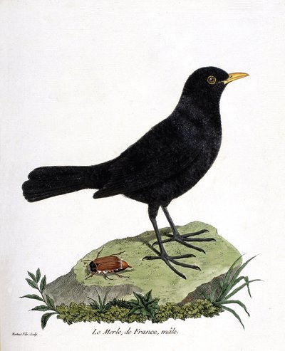 动物学图（鸟类学）：雄性黑鸟（black blackbird or turdus merula）。弗朗索瓦-尼古拉-马丁内特（1731-1800）的《鸟类的历史，在它们的外表和敏感方面的绘画》中的插图。私人收藏。 作者 弗朗索瓦·尼古拉斯·马丁内