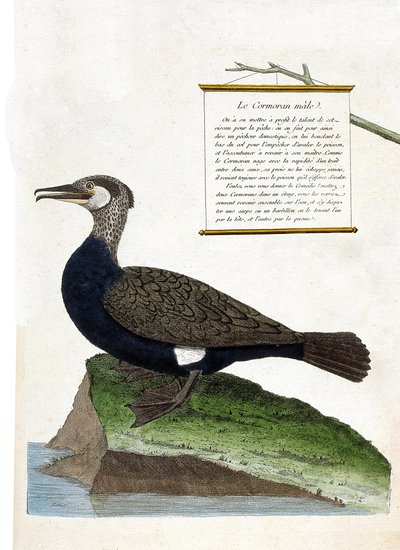 动物学图（鸟类学）：雄性鸬鹚（大鸬鹚或phalacrocorax carbo）。弗朗索瓦-尼古拉-马丁内特（1731-1800）的《鸟类的历史，在它们的外表和敏感方面的绘画》中的插图。私人收藏。 作者 弗朗索瓦·尼古拉斯·马丁内