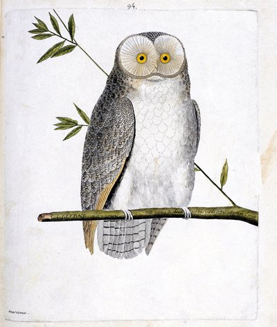 动物学图（鸟类学）：树枝上的猫头鹰（谷仓猫头鹰或Tyto Alba）。弗朗索瓦-尼古拉-马丁内特（1731-1800）的《鸟类的历史，以它们的出现和敏感方面来描绘》中的插图。私人收藏。 作者 弗朗索瓦·尼古拉斯·马丁内
